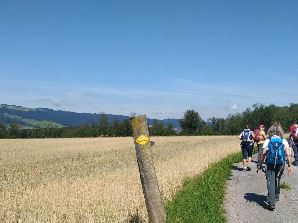 Eine Wandergruppe wandert entlang einem Weizenfeld.