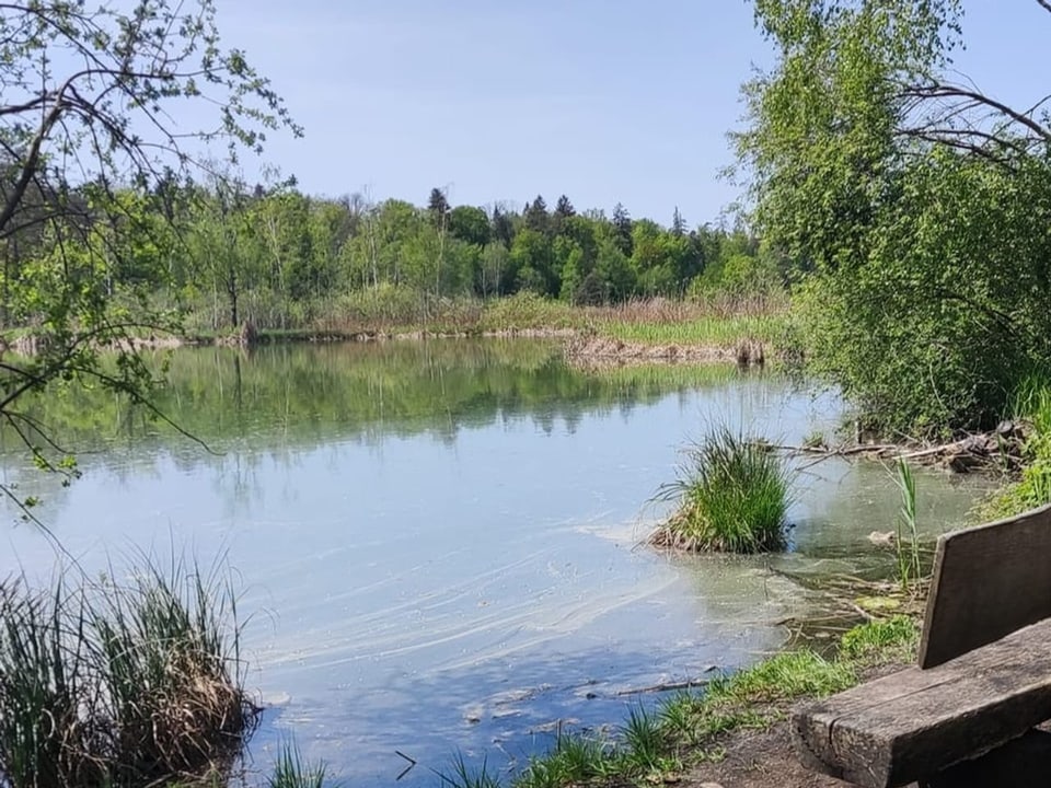 Bänkli im Vordergrund mit Weiher im Hintergrund.