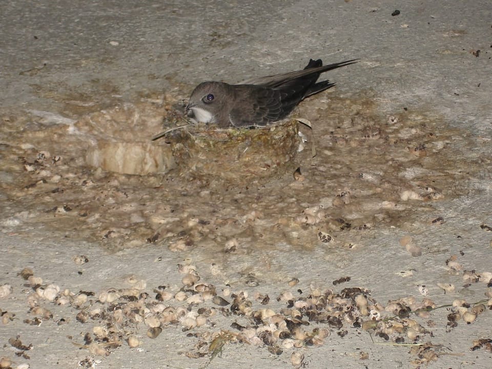 Ein brütender Altvogel.