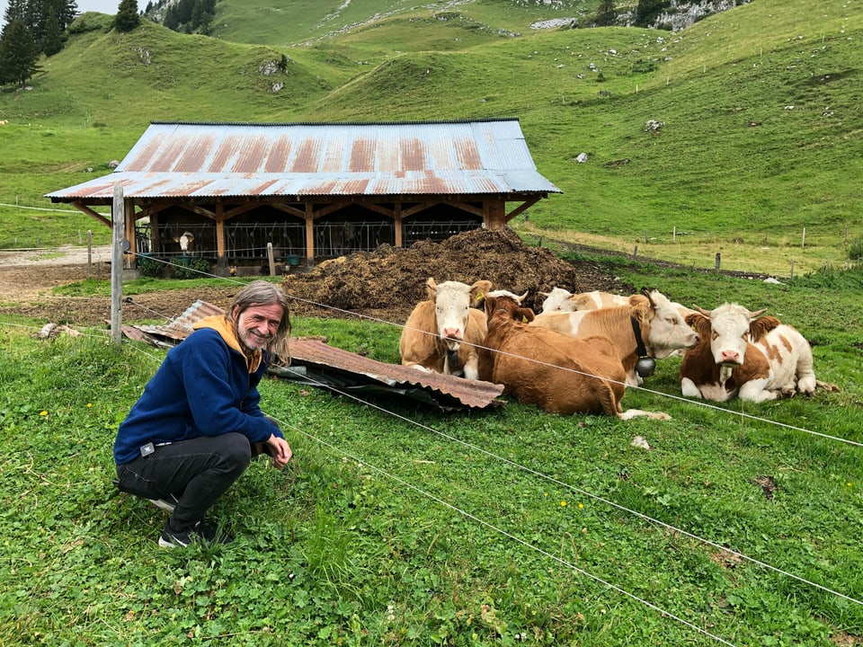 Rund 40 Kühe vebringen den Sommer auf der Alp Morgeten. 