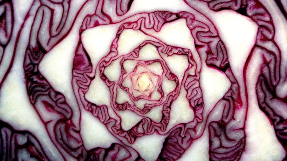 Rotkohl – giabus cotschen.