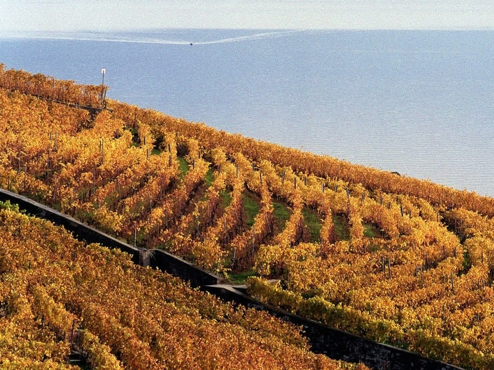 Weinbaugebiet Lavaux über dem Genfersee.