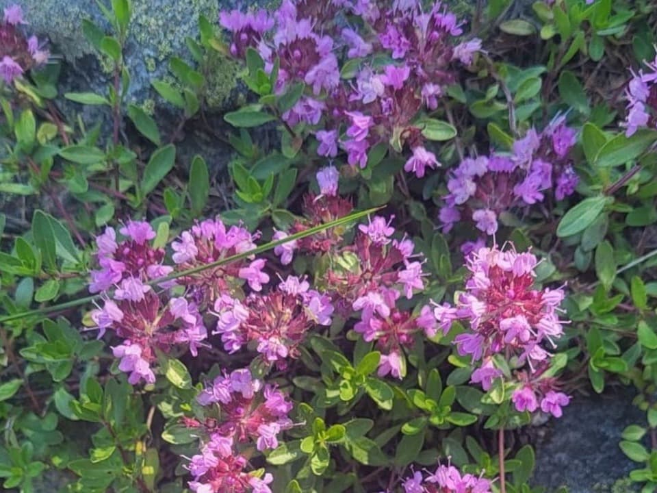 Ganz viele violette, kleine Blüten auf einem Felsen