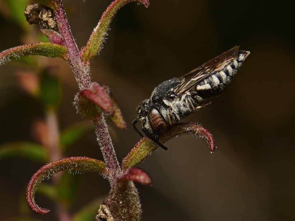 Makroaufnahme einer Biene auf einem Ast.