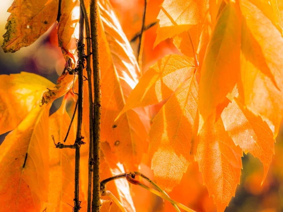 Oranges Herbstlaub hängt an einem Baum.