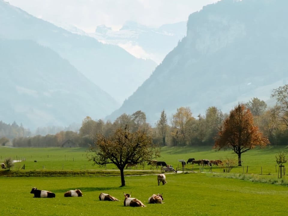 Kühe liegen vor Bergpanorama auf einer Weide