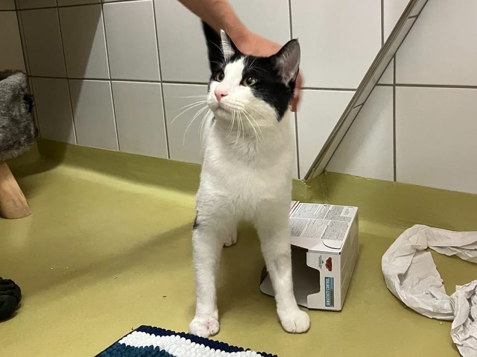 Schwarz-weisse Katze wird gestreichelt.