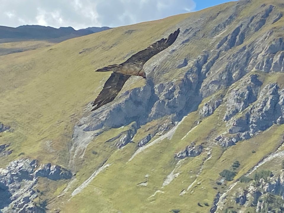 Il Girun Barbet in Val d‘Assa a Ramosch.