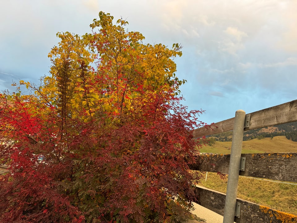 Bunte Herbstblätter an einem Baum neben einem Holzzaun.