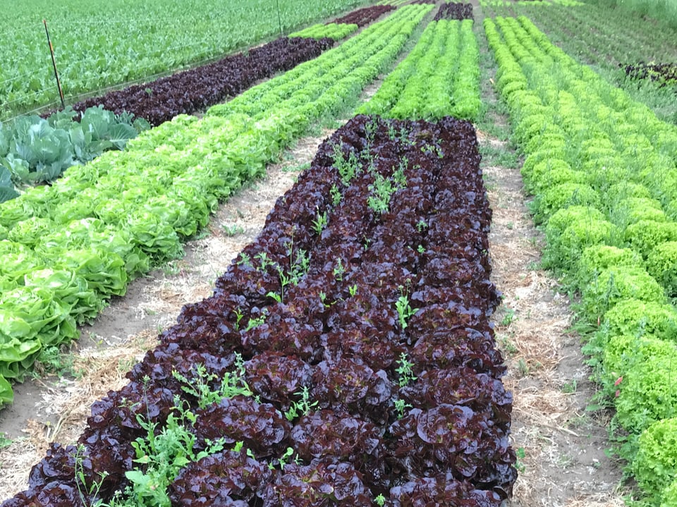 Verschiedene Salatreihen in einem Gemüsegarten.