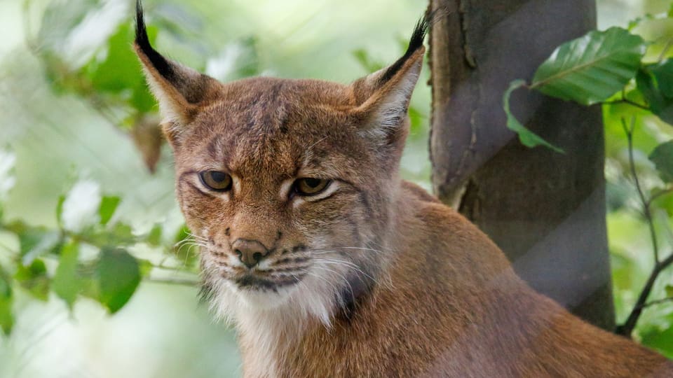 Luchs in freier Wildniss