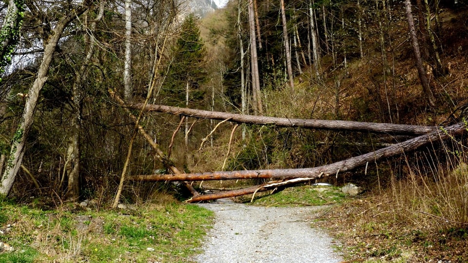 Umgestürzte Bäume bei Chur.
