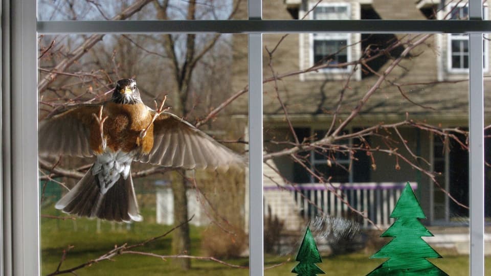 Ein Vogel fliegt in eine Fensterscheibe.