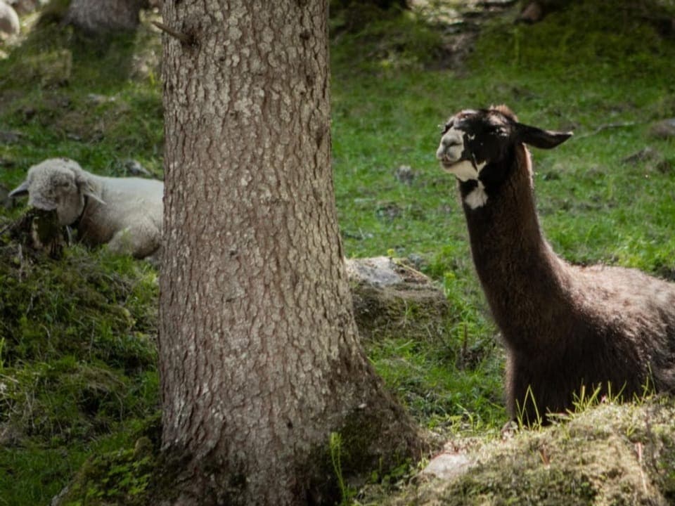 Ein Lama liegt im Schatten eines Baumes, daneben ein Schaf.
