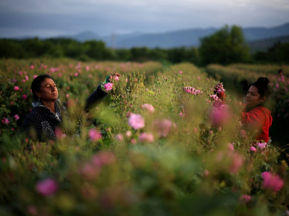 Zwei Frauen pflücken Rosen in einem blühenden Feld.