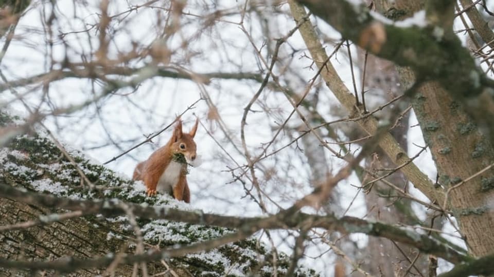 Eichhörnchen auf einem Dicken Ast mitten im Geäst