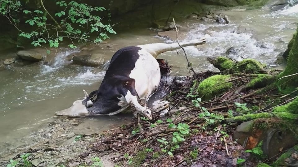Eine tote Kuh liegt in einem Flussbett in einer Schlucht.