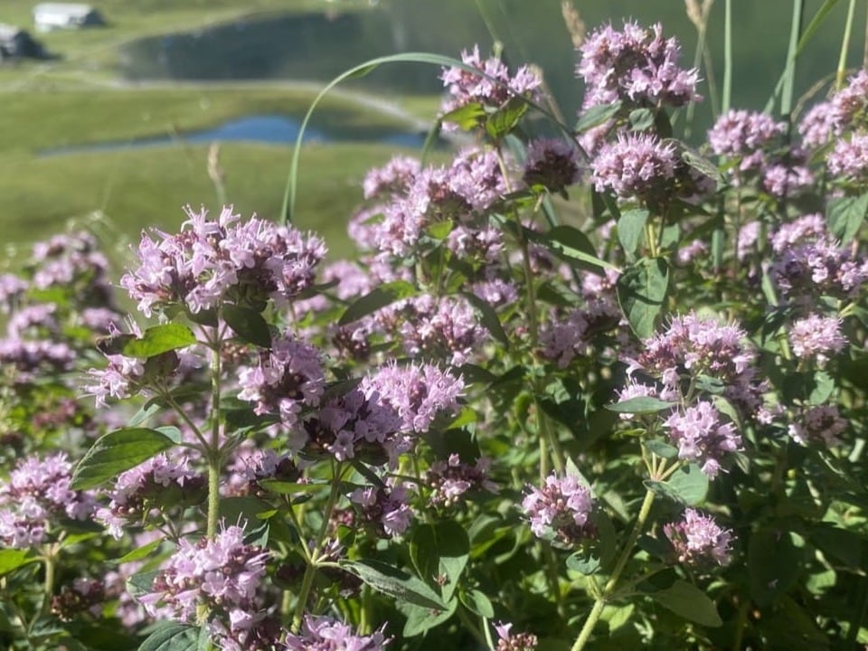 Hellviolette Blumen auf einer Alpwiese