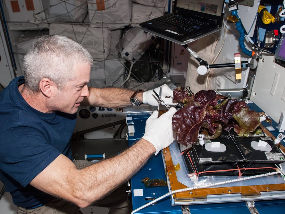 ISS-Kommandeur Steve Swanson erntet ein Blatt von einem Salat, der auf der Raumstation gewachsen war.