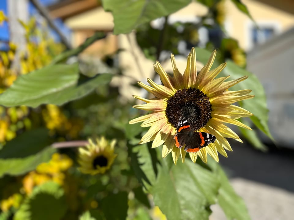 Schmetterling auf gelber Blume im Garten.