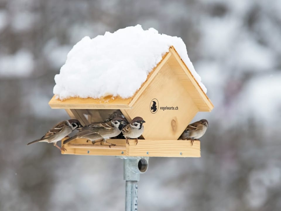 Ein Vogelhaus aus Holz mit Spatzen.