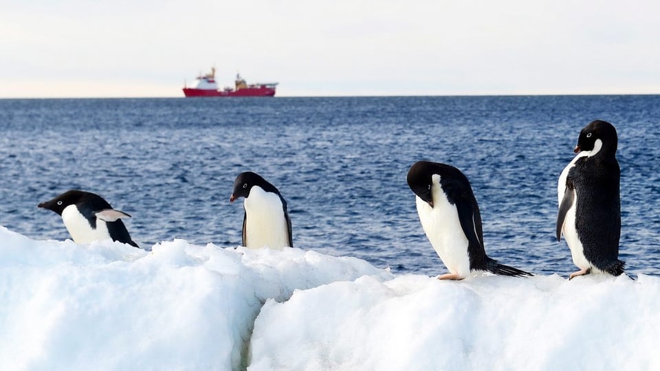 Pinguine auf einer Eisscholle.