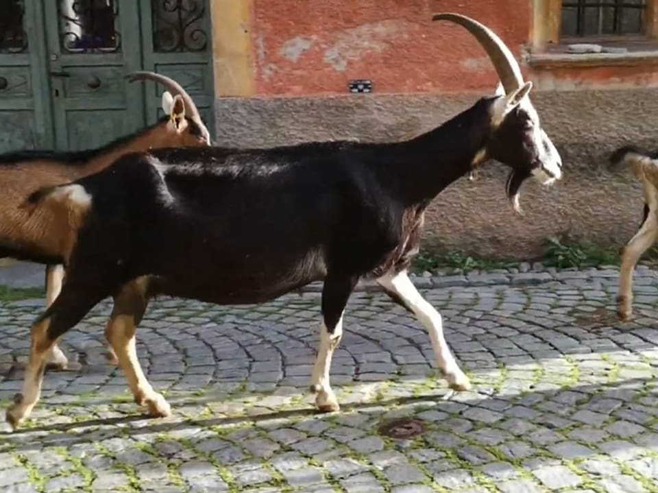 Grosse schöne, braune Bergziegen im Dorf.