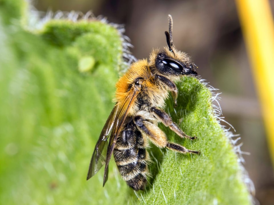 Eine Biene in Nahaufnahmer, welce auf einem grünen Blatt ist.