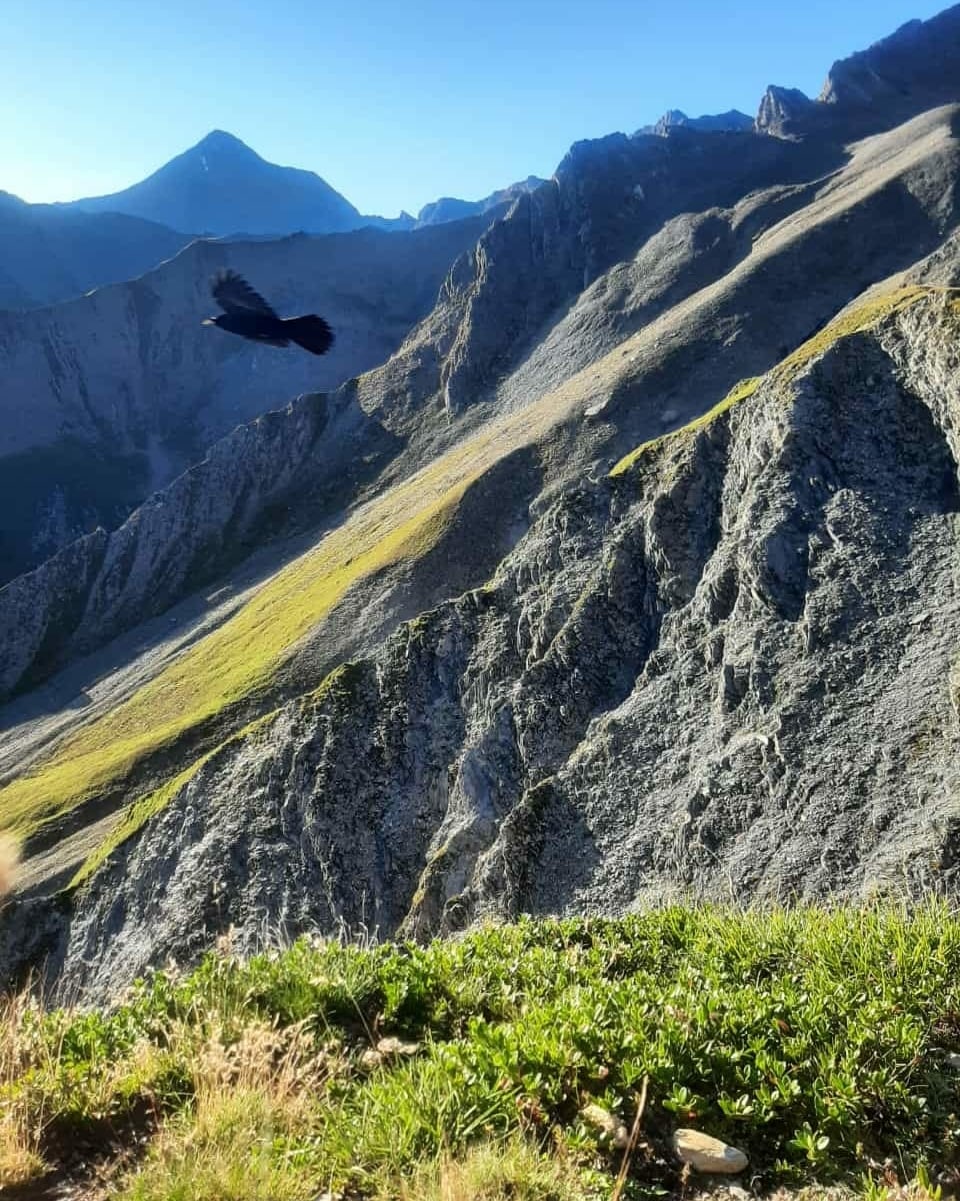 Gebirge mit Alpendohle.