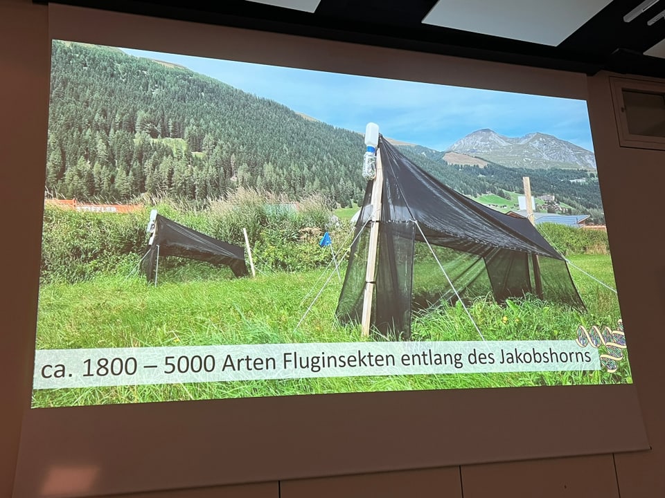 Fangnetz für Insekten in einer grünen Berglandschaft, ca. 1800–5000 Arten Fluginsekten entlang des Jakobshorns.