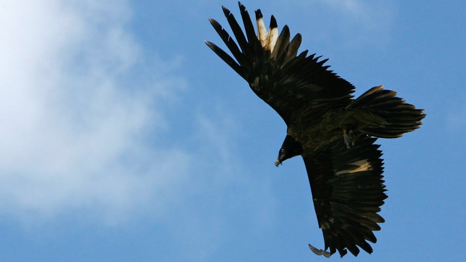 Ein Bartgeier mit ausgestreckten Flügeln fliegt durch die Lüfte.