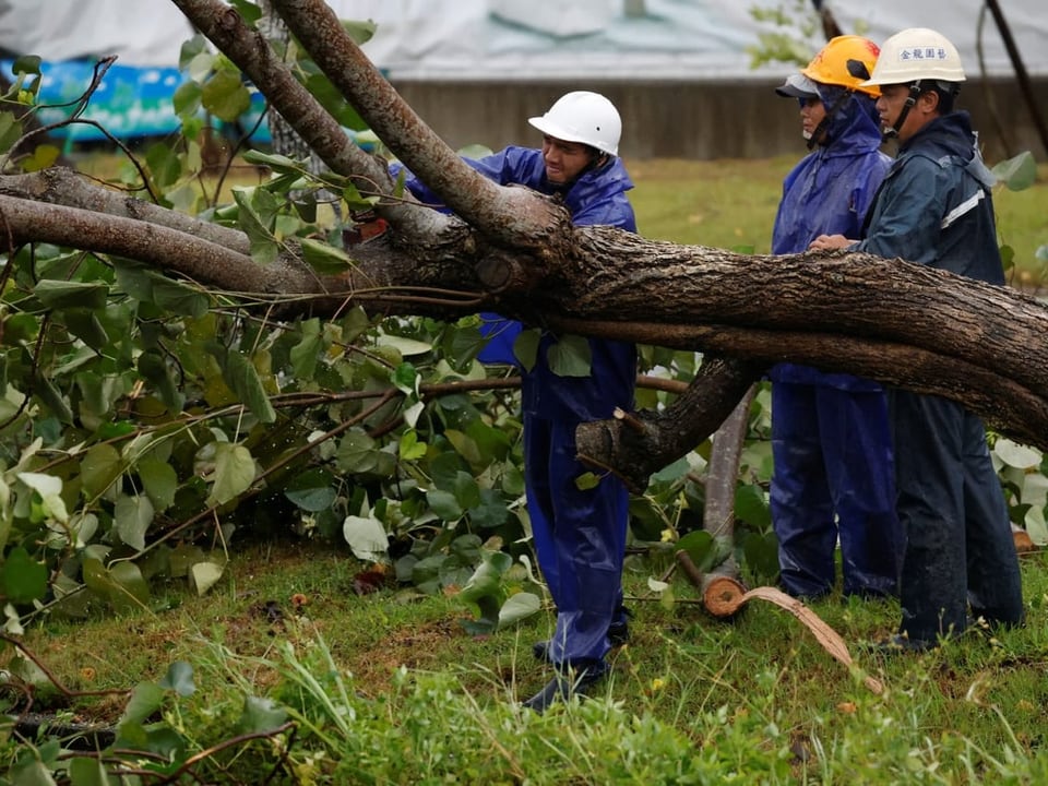 Arbeiter schneiden umgestürzten Baum mit Kettensäge.