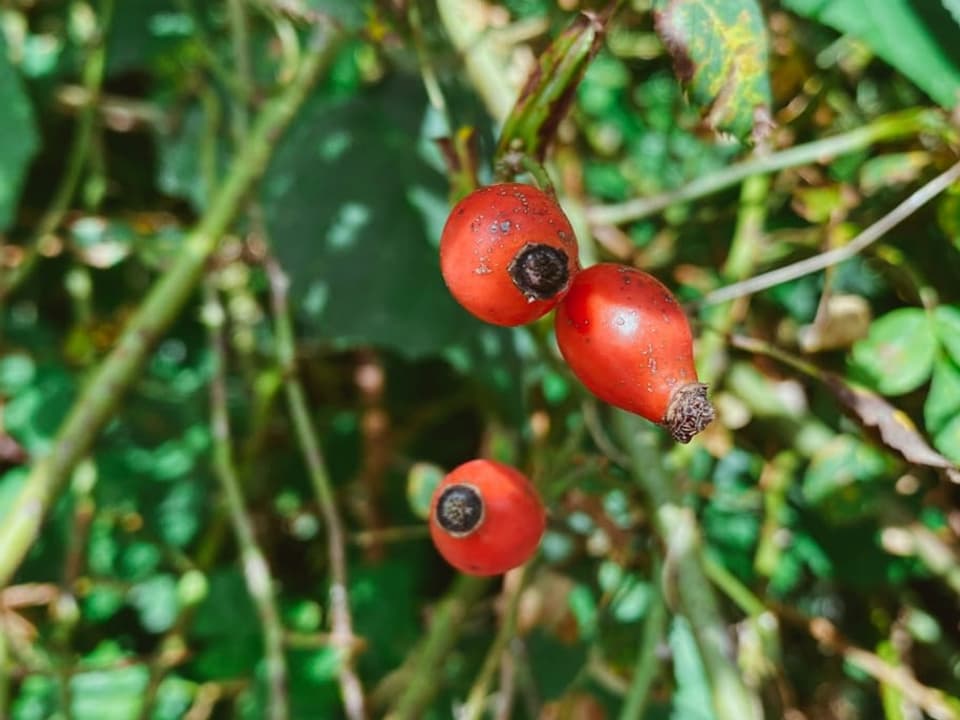 Rot leuchtend und mit ihrer elliptischen Form erkennt man die Hagebutte sehr gut.