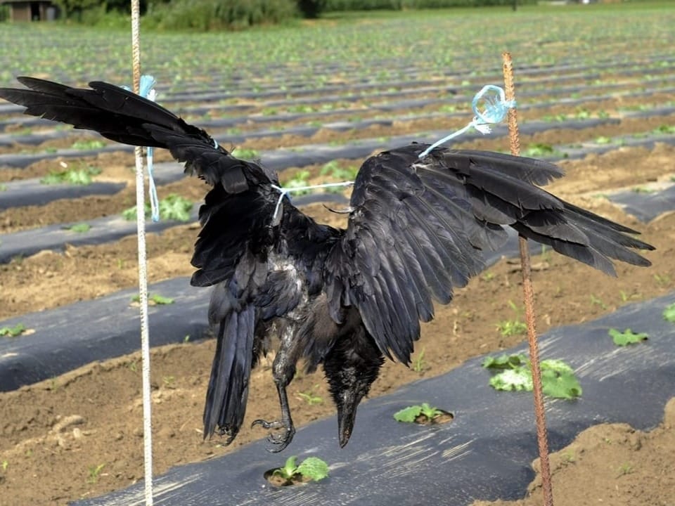 Krähe mit ausgebreiteten Flügeln, die im Feld aufgehängt wurde.