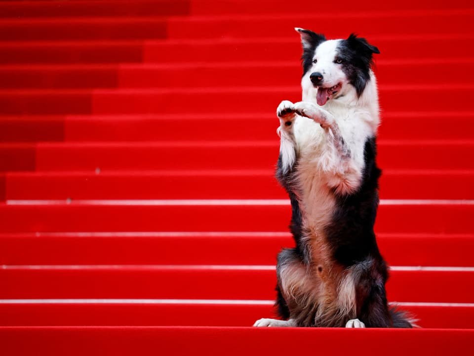 Hund sitzt auf roten Treppen und hebt die Pfoten.