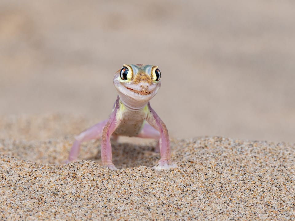 Kleiner Gecko auf Sand.