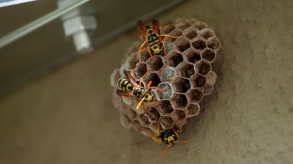 Nestbau Kunstwerke Wenn Man Im Gummistiefel Ein Wespennest Findet Mission B Srf