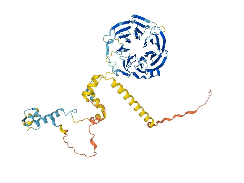 Diagramm einer Proteinstruktur mit spiralförmigen Elementen.