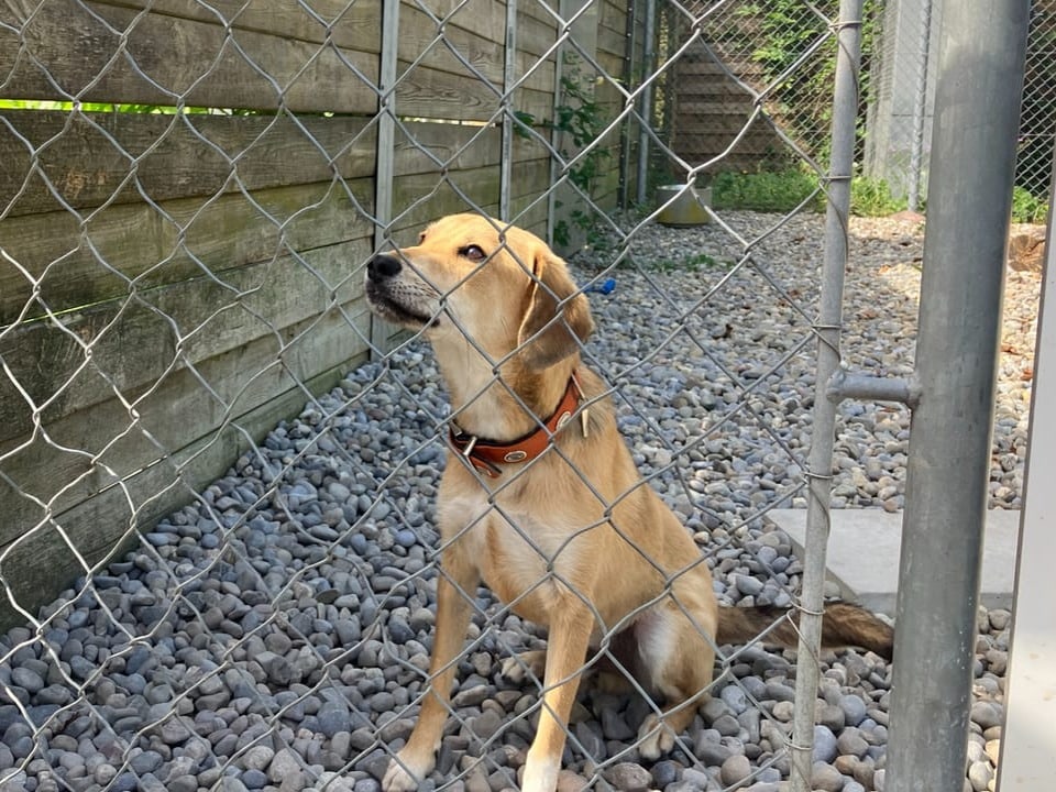 Hund hinter einem Maschendrahtzaun auf einem Kiesboden sitzend.