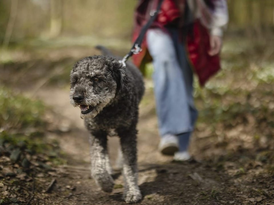 Hund an der Leine spaziert mit Person im Wald.