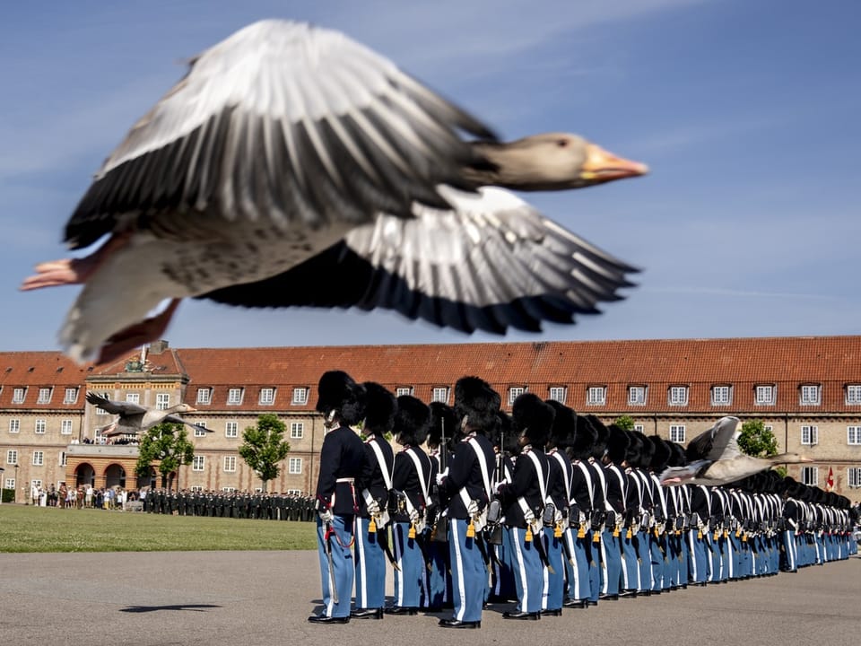 Zwei Gänse fliegen am 27. Juni während der Jubiläumsparade für Dänemarks König Frederik X. vorbei.