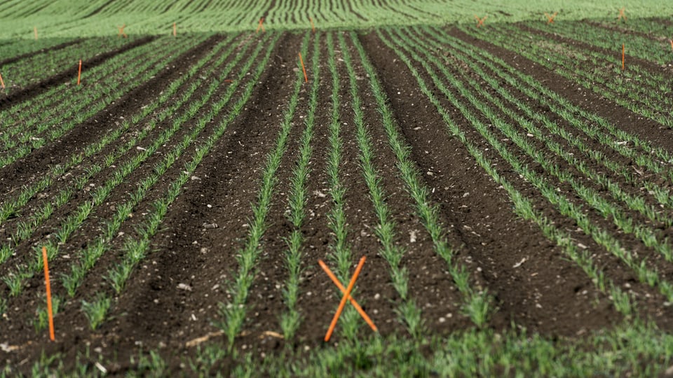 Reihen von jungen Pflanzen auf einem Feld mit orangefarbenen Markierungen.