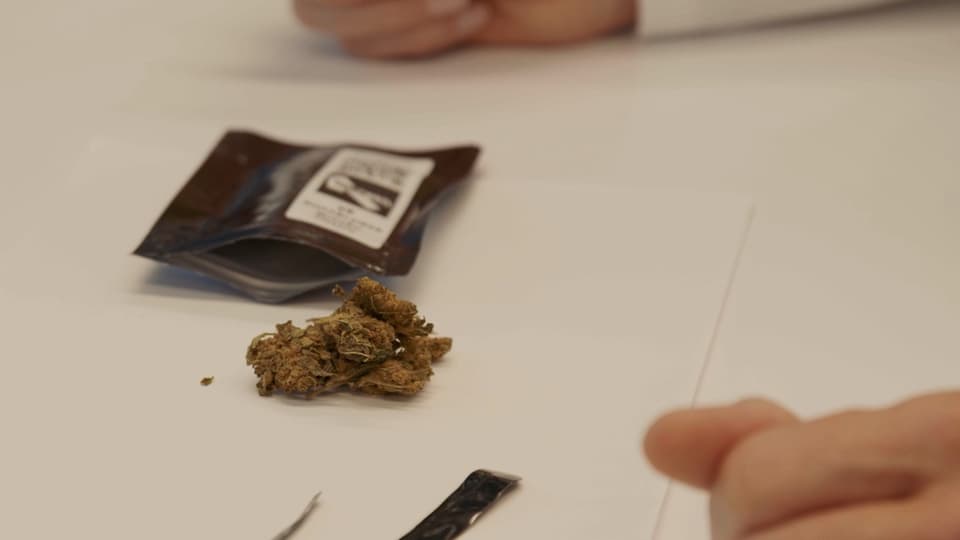 Cannabisblüte auf Labortisch