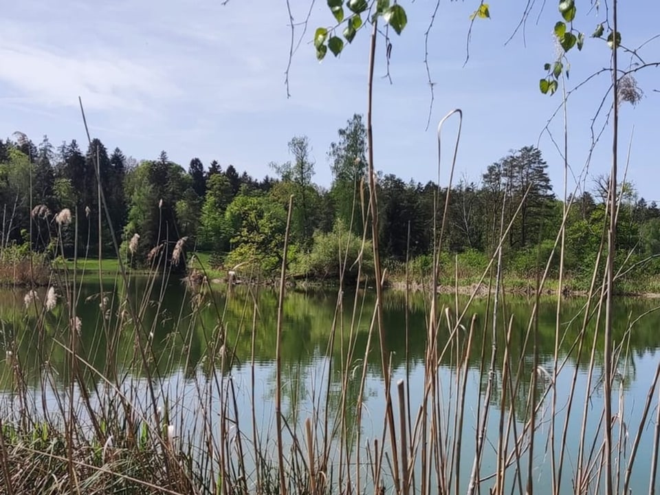 Weiher im Wald im Vordergrund Schilf.