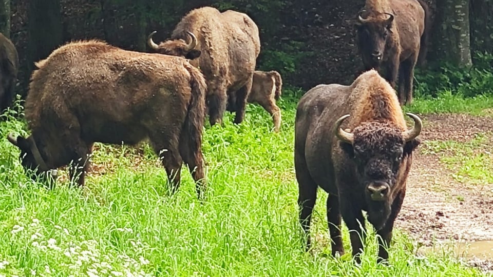 Mehrere Wisent stehen auf einer Wiese am Waldrand. 