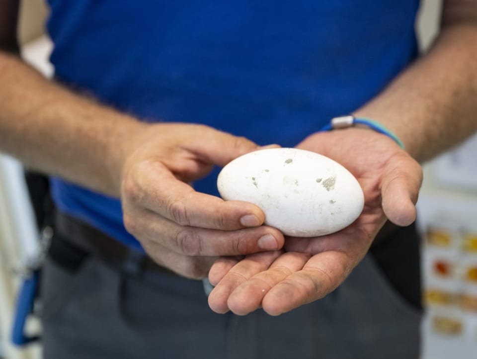 Ein Zoo-Mitarbeiter zeigt die Eier von einem Flamingo. 