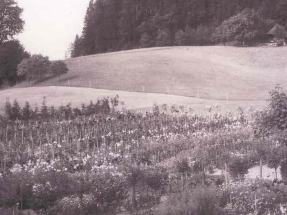 Historisches Schwarzweissfoto mit Blumenfeld.