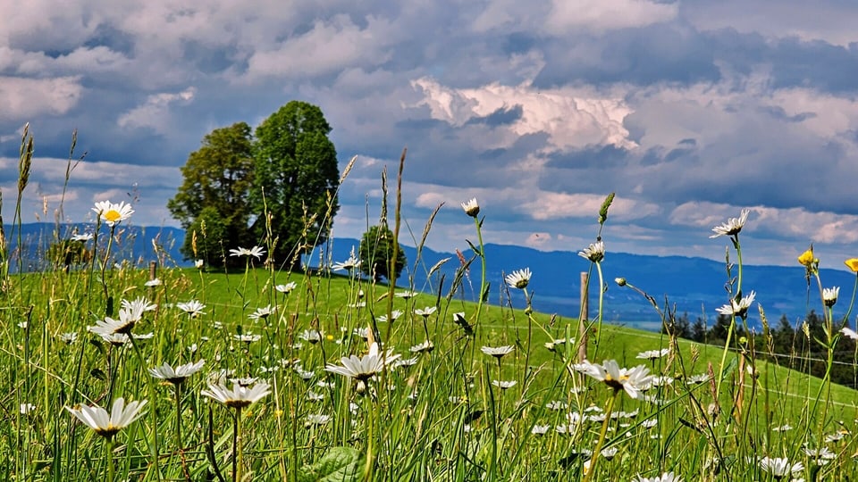 Blumenwiese auf dem Michaelskreuz vor dicken Wolken.