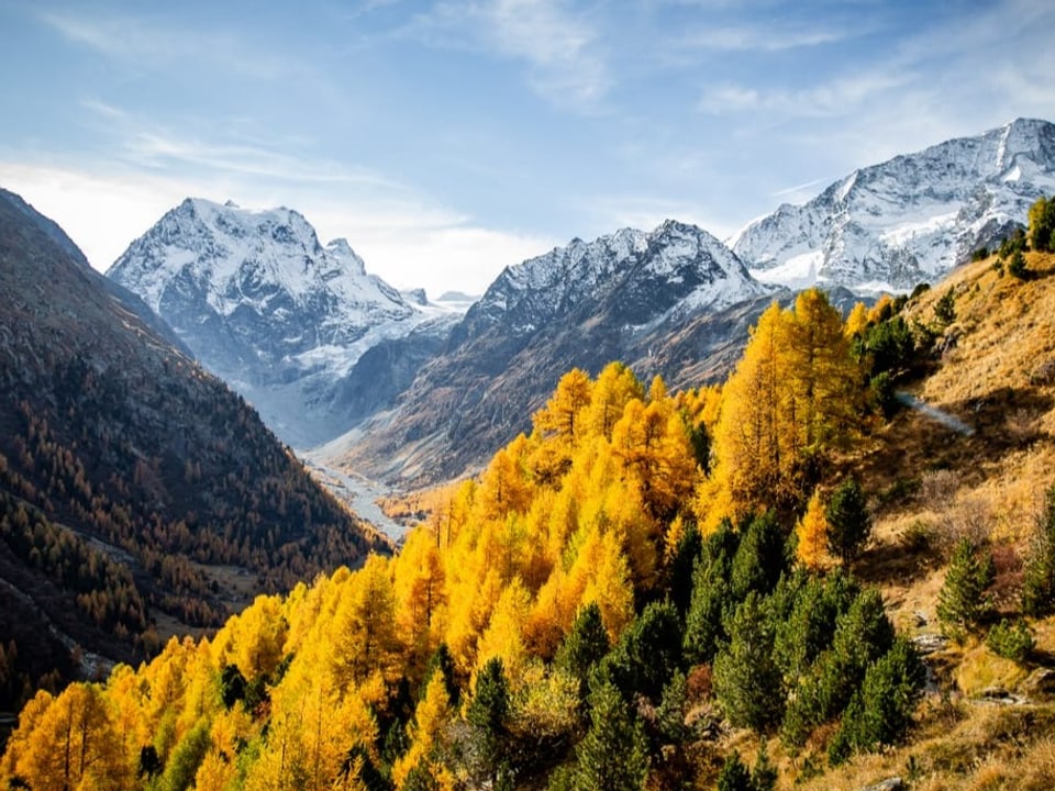 Blick in ein Alpental mit Wanderweg und gelben Lärchen, im Hintergrund Gipfel mit etwas Schnee. 
