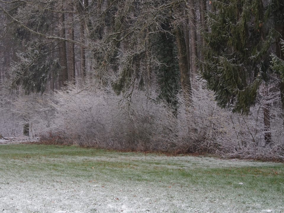 Winterstimmung am Waldrand